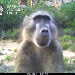 Baboon